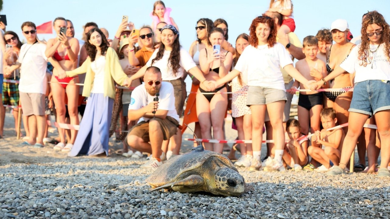 Engelli caretta caretta için seferber oldular: Dünyada bir ilk oldu