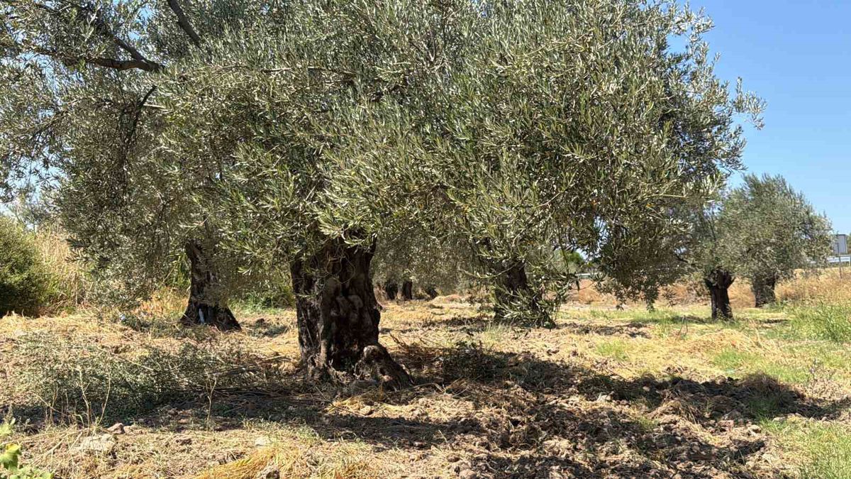 Zeytinyağı İhracatında ABD Gümrük Vergisi Tehlikesi